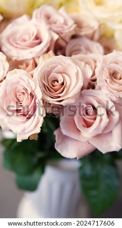  The most beautiful pictures of roses in high quality   