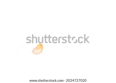 Studio lighting. A head of garlic and a small slice on a white background. Close-up