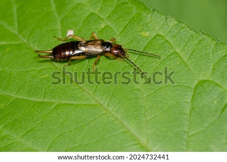 A European Earwig is resting on a green leaf. Also known as a Common Earwig, it is an invasive species in North America. Taylor Creek Park, Toronto, Ontario, Canada.