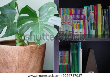monstera plant in brown pot beside dark brown bookshelf, ornamental plant, leaf monstera, decoration, home interior