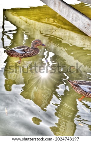 Ducks swim in a pond on a bright sunny day