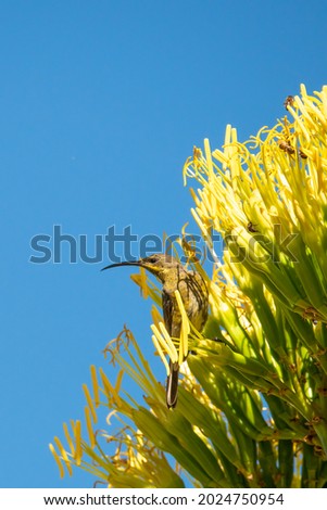 photo of a yellow bird sitting in yellow flowers