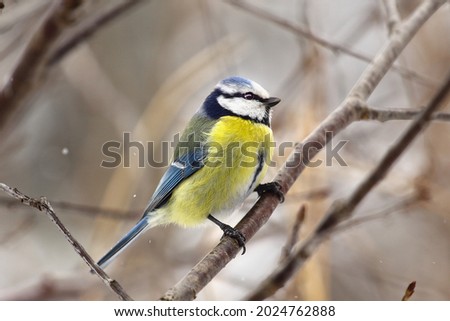 A bird tit of bright colors sits on a tree branch. Spring or autumn. Royalty-Free Stock Photo #2024762888
