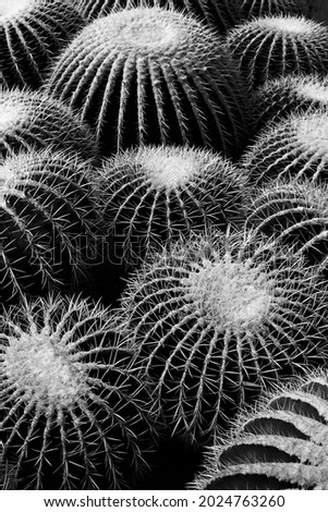 Cactus monochrome.Black and white golden barrel cactus closeup