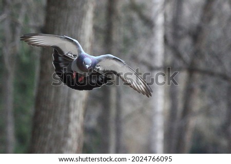 A flying pigeon over the park. Widely spaced dove bird wings Royalty-Free Stock Photo #2024766095