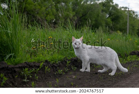 cat on the grass, russia