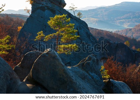 Pines on the rocks above the autumn beech forest. Eastern Carpathians. 