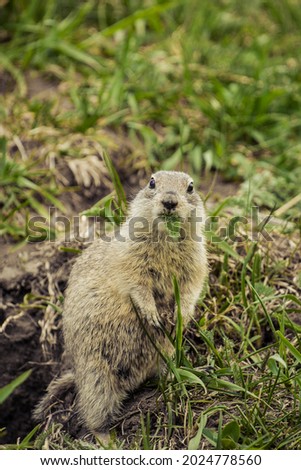 The ground squirrel eats grass leaves in the wild.
Cute gopher, squirrel, ground squirrel. Royalty-Free Stock Photo #2024778560