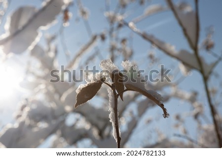 Picture branches snow in clear weather against a blue sky background