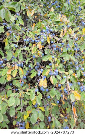 The blackthorn bush abounds in ripe berries.