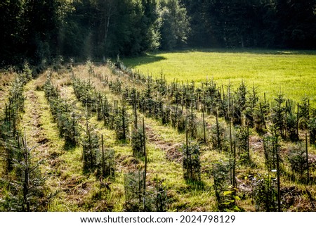 Reforestation in mixed forest by planting young trees Royalty-Free Stock Photo #2024798129