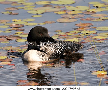 Common Loon swimming and caring for baby chick loon with water lily pads foreground and background and enjoying the miracle new life in their environment and wetland habitat. Baby Loon. 