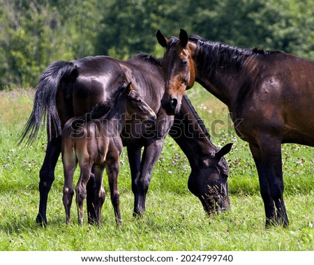 Horse family with young baby foal grazing in the green pasture with wildflowers and blur green background in the meadow pasture field.