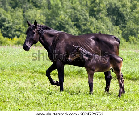 Horse mare with baby horse close-up profile side view standing near her mother in a meadow field with a blur green background and wildflowers. Mare and foal horse.