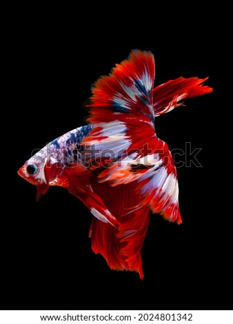Multi color Siamese fighting fish(Rosetail)(halfmoon),dragon fighting fish,Betta splendens,on black background with clipping path