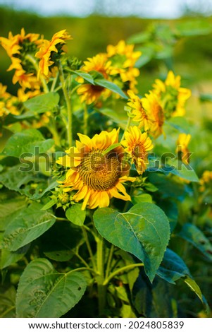 Sunflowers. Sunflowers in the rays. The heart of the sunflower. Bouquet of sunflowers