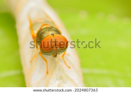 Closeup of red-eyed fly on leaves, macro insect, copy specs.