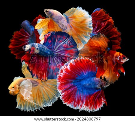 Multi color Siamese fighting fish(Rosetail)(halfmoon),dragon fighting fish,Betta splendens,on black background with clipping path Royalty-Free Stock Photo #2024808797