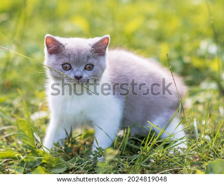 portrait of funny british shothair bicolor gray kitten on the green grass summer background. Selective focus