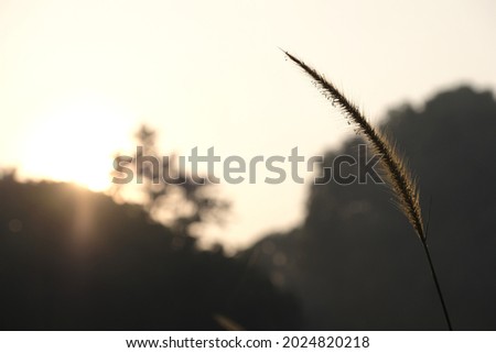 Golden grass flowers illuminated by the morning sun look very beautiful