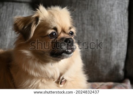 A close up of a tibetan spaniel dog on the couch.