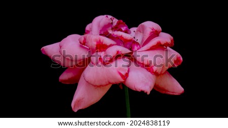 close distance black background pink rose

