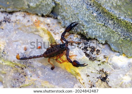 European yellow tailed scorpion - Euscorpius flavicaudis