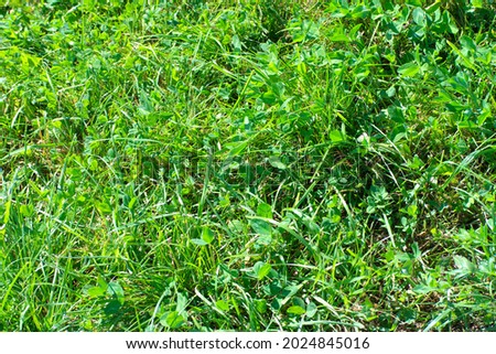 green clover grass at dry sunny summer day