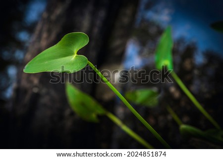 Tilted Green Leaves and Stems of Pontederia aquatic plants, also known as pickerel weeds on the blurred tranquil pond backdrop
