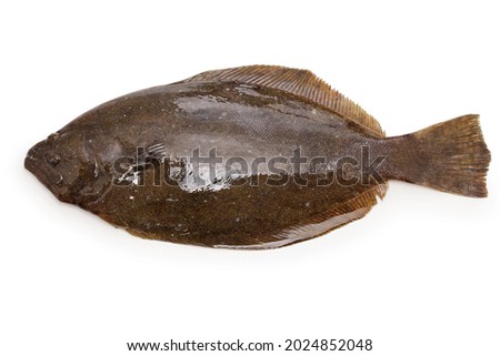 Hirame, Japanese flatfish, front side