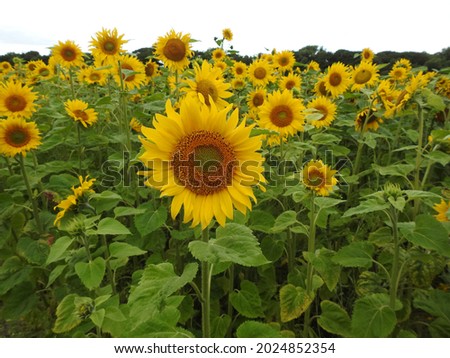 Close up of sunflower flowerhead with background sunflowers blurred for effect to concentrate attention on main hero sunflower. Sunflower field is in Termonfeckin, County Louth, Ireland.  Royalty-Free Stock Photo #2024852354