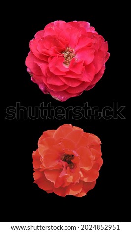 Rose isolated in black background, no shadow with clipping path, pastel red rose flower