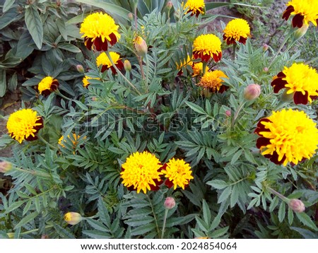 bush of medicinal calendula herb
