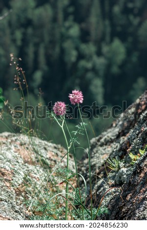 Beautiful wildflowers in pastel colors growing on a rock