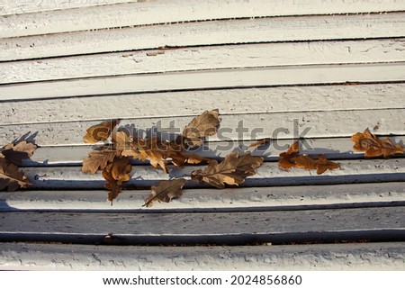 Close-up of brown oak leaves on a white wooden park bench