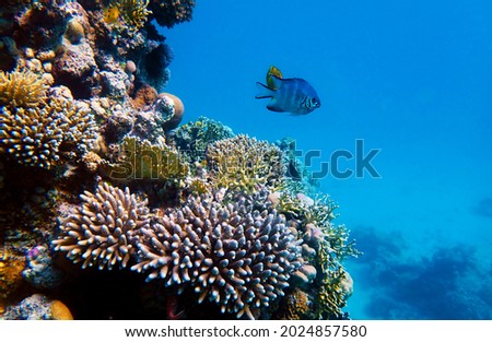 Amazing underwater scenes with colorful corals in Red Sea