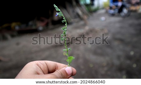 Hand holding tropical green grass flower	