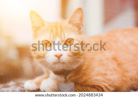 Orange cat on the street sunbathing