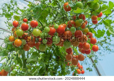 Close-up of a tomato branch with red and green fruits of tomatoes in a greenhouse on a summer day.