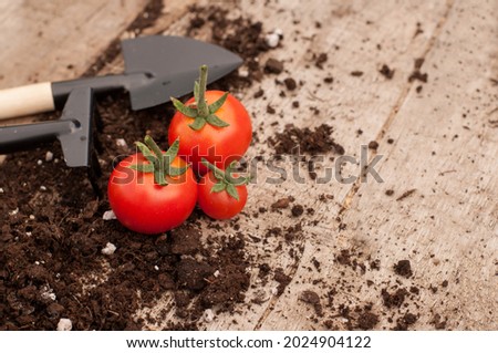 three small red cherry tomatoes with green tails on a wooden background with scattered earth and garden tools on wooden handles with a place for text Royalty-Free Stock Photo #2024904122