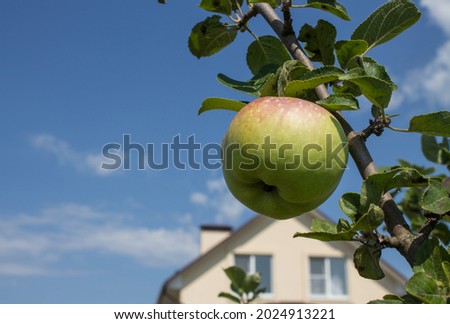 A juicy ripe apple hanging on a branch with green leaves close-up against the background of a cottage and a clear blue sky on a sunny summer day and a blurred background. Concept-harvest and gardening