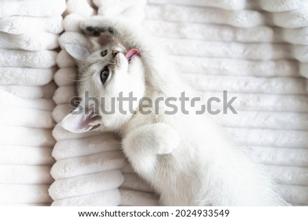 beautiful white scottish kitten on a white plush blanket. High quality photo