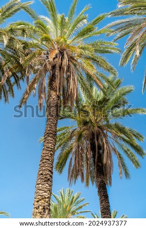 Palm trees on a blue sky background.  Vertical orientation.