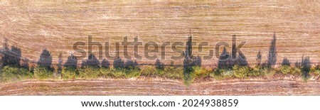 Row of the trees in a field with long shadows aerial top panoramic view. Long abstract image for texture and background