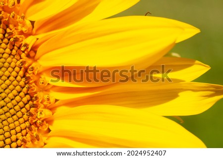 Beautiful fresh yellow sunflower macro shooting. Sunflower blooming Close-up. Sunflower on blue sky background. Flower card wallpaper. Harvest time, agriculture, farming. Yellow flower petals seeds