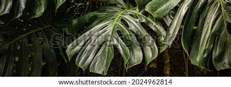 Monstera deliciosa big green leaves. Swiss cheese plant. Trendy home gardening background with Green palm Monstera leaves. Visual indoor Eco-Friendly Trend. Nature background, banner.