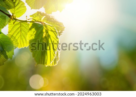 Fresh green leaves in forest. Panoramic spring background with fresh green leaves and bokeh sparkle