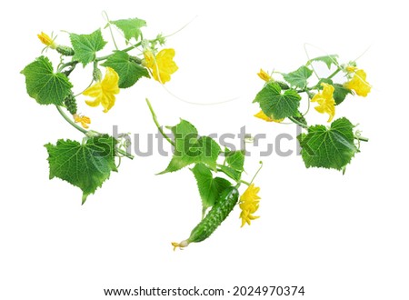 Fresh young cucumber leaves, fresh young cucumbers (gherkins) cucumber flowers, isolated on a white background Royalty-Free Stock Photo #2024970374