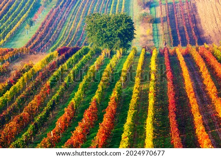 Colorful rows of vineyards in autumn. Green lonely tree in fog among vineyards. Autumn scenic landscape of South Moravia in Czech Republic Royalty-Free Stock Photo #2024970677