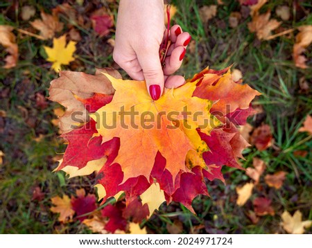 Colorful maple leaves in the girl's hand. Autumn mood Royalty-Free Stock Photo #2024971724
